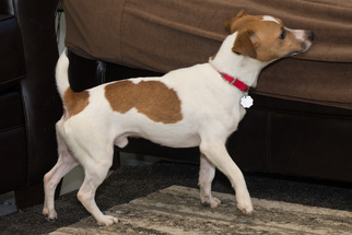 Jack Russell Terrier Dogs for adoption in Howell, MI, USA