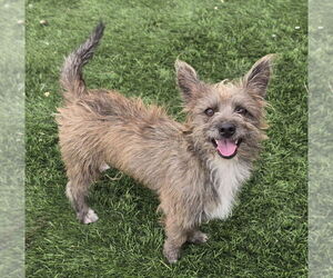 Mutt Dogs for adoption in Lakewood, CO, USA