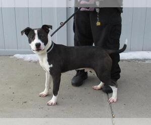 American Pit Bull Terrier Dogs for adoption in Louisville, KY, USA
