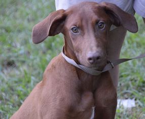 Doberman Pinscher-Unknown Mix Dogs for adoption in Brighton, TN, USA