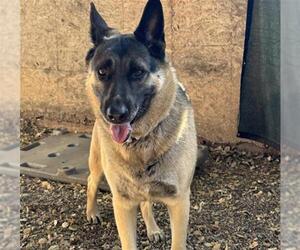 German Shepherd Dog Dogs for adoption in Santa Barbara, CA, USA