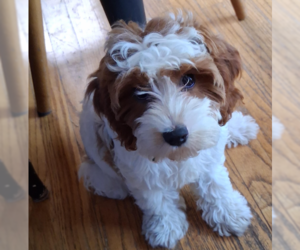 Cavalier King Charles Spaniel Dogs for adoption in Brooklyn Center, MN, USA