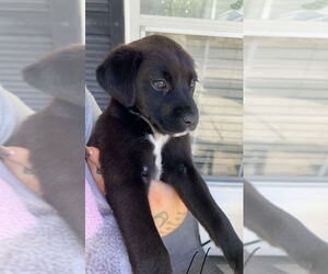 Labrador Retriever-Unknown Mix Dogs for adoption in New Orleans, LA, USA