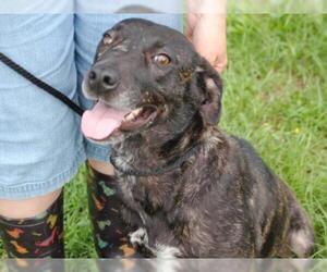 Mountain Cur-Unknown Mix Dogs for adoption in Anniston, AL, USA