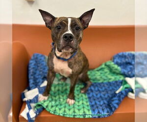 American Pit Bull Terrier-Unknown Mix Dogs for adoption in Boston, MA, USA