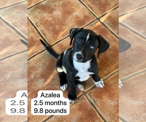 Labsky Dogs for adoption in Virginia Beach, VA, USA