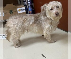Havanese Dogs for adoption in Center Township, PA, USA