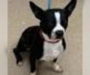 Boston Terrier Dogs for adoption in Zanesville, OH, USA