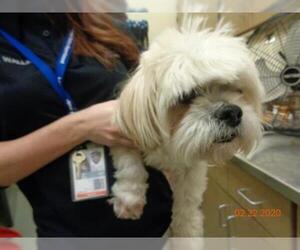 Havanese Dogs for adoption in Lee's Summit, MO, USA