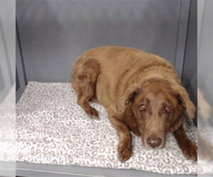 Labrador Retriever Dogs for adoption in Downey, CA, USA