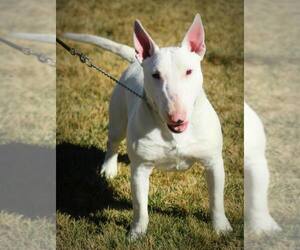 Miniature Bull Terrier Dogs for adoption in Phelan, CA, USA