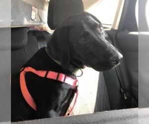 Mutt Dogs for adoption in Woodbridge, VA, USA