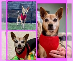 Chihuahua Dogs for adoption in Clyde, NC, USA