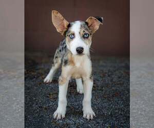 Australian Shepherd-Unknown Mix Dogs for adoption in Plymouth, MN, USA