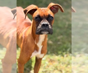 Boxer Dogs for adoption in Dumont, NJ, USA