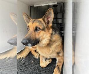 German Shepherd Dog-Unknown Mix Dogs for adoption in Downey, CA, USA