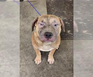 American Pit Bull Terrier Dogs for adoption in Orange, CA, USA