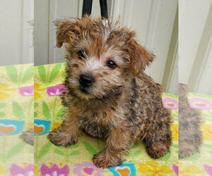 Cairn Terrier Dogs for adoption in Mountain View, MO, USA