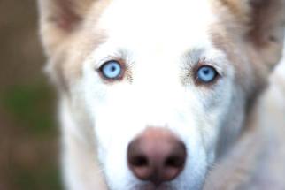 Medium Photo #1 Alaskan Husky Puppy For Sale in Matthews, NC, USA