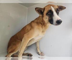 Mutt Dogs for adoption in Houston, TX, USA