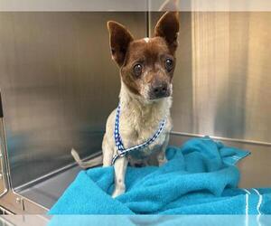 Chihuahua Dogs for adoption in Orange, CA, USA