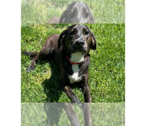 Mountain Cur Dogs for adoption in Osgood, IN, USA