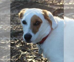 Jack Russell Terrier Dogs for adoption in Rowayton, CT, USA