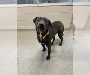 Mastiff-Unknown Mix Dogs for adoption in Randleman, NC, USA