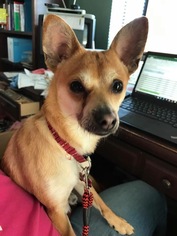 Basenji-Chihuahua Mix Dogs for adoption in Forreston, TX, USA
