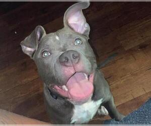 American Staffordshire Terrier-Unknown Mix Dogs for adoption in San Antonio, TX, USA