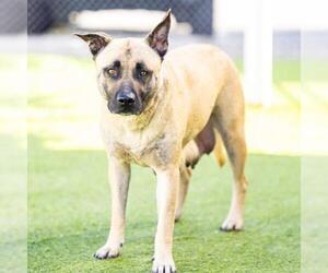 American Pit Bull Terrier-German Shepherd Dog Mix Dogs for adoption in Camarillo, CA, USA