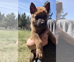 Mutt Dogs for adoption in Incline Village, NV, USA