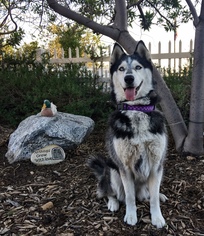 Alaskan Husky Dogs for adoption in San Bernardino , CA, USA