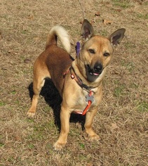 Chi-Corgi Dogs for adoption in Mountain Home, AR, USA