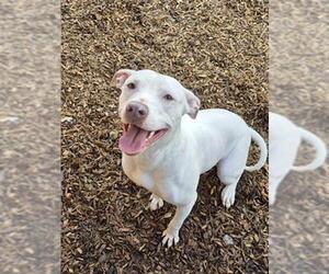 Bulloxer Dogs for adoption in London, Ontario, Canada