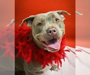 American Pit Bull Terrier-Unknown Mix Dogs for adoption in Sacramento, CA, USA