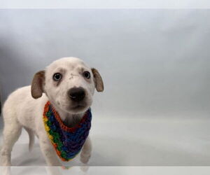 Australian Shepherd-Unknown Mix Dogs for adoption in Fort Collins, CO, USA