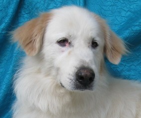 Great Pyrenees Dogs for adoption in Cuba, NY, USA