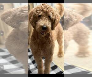 Goldendoodle Dogs for adoption in Dumont, NJ, USA