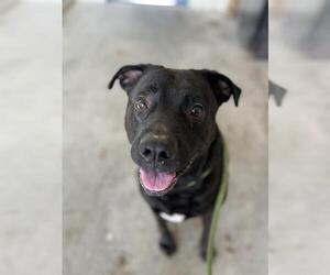 Labrador Retriever Dogs for adoption in Palmetto, FL, USA
