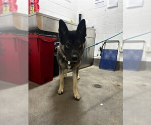 Siberian Husky Dogs for adoption in Forestville, MD, USA