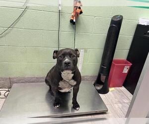 American Staffordshire Terrier-Unknown Mix Dogs for adoption in Grand Prairie, TX, USA