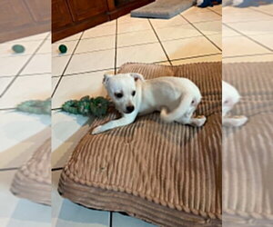 Chihuahua-Unknown Mix Dogs for adoption in Salt Lake City, UT, USA