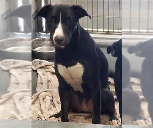 American Staffordshire Terrier-Unknown Mix Dogs for adoption in San Antonio, TX, USA