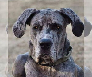 Great Dane Dogs for adoption in Bullard, TX, USA
