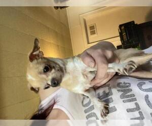 Chihuahua Dogs for adoption in Grand Haven, MI, USA