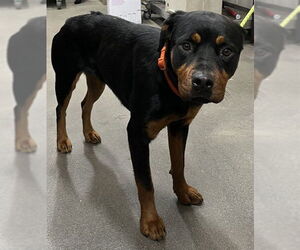 Rottweiler Dogs for adoption in Forestville, MD, USA