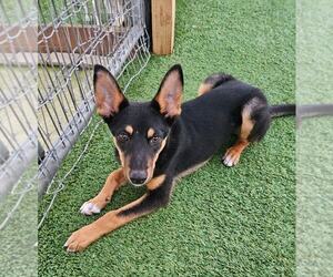 Mutt Dogs for adoption in oakland, FL, USA
