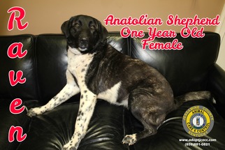 Anatolian Shepherd Dogs for adoption in Nicholasville, KY, USA