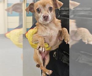 Chihuahua Dogs for adoption in Riverside, CA, USA